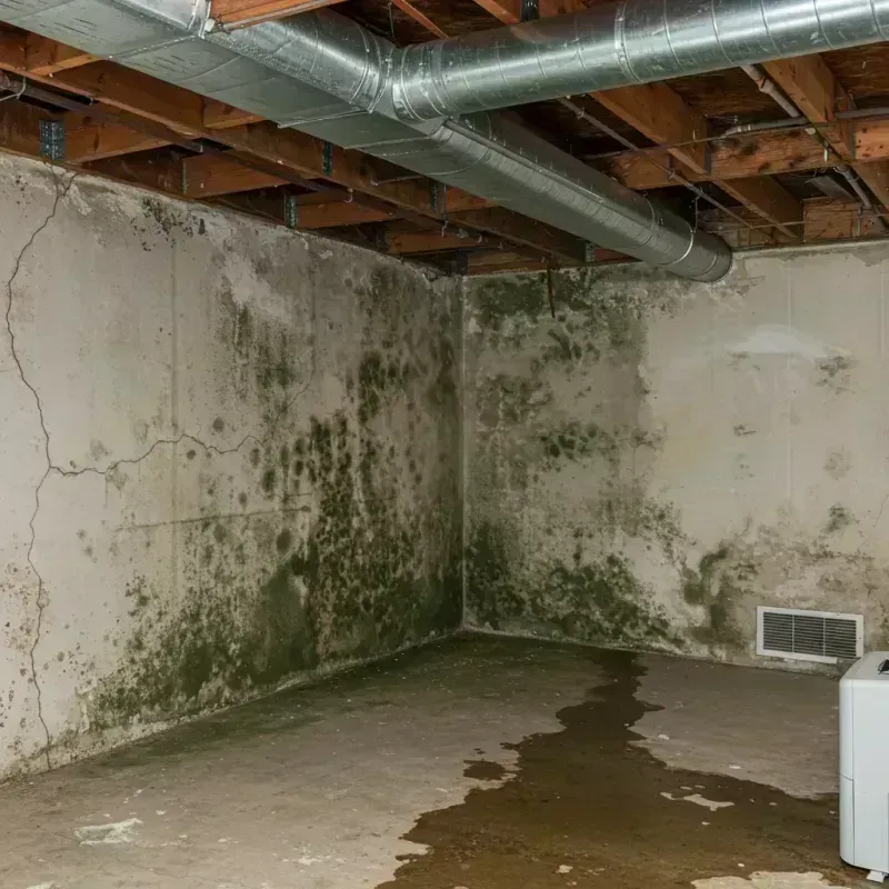 Professional Mold Removal in Prior Lake, MN